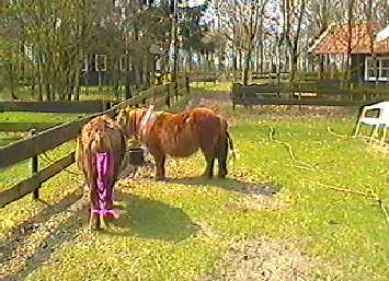Ponypark Collendoorn, lente 2001